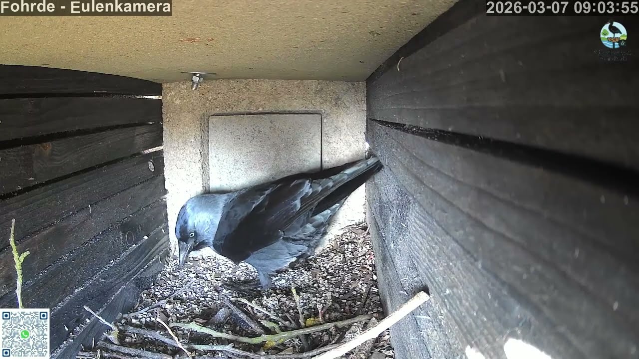 Fütterung bei den Dohlen - Storchennest Fohrde - 07.03.2026