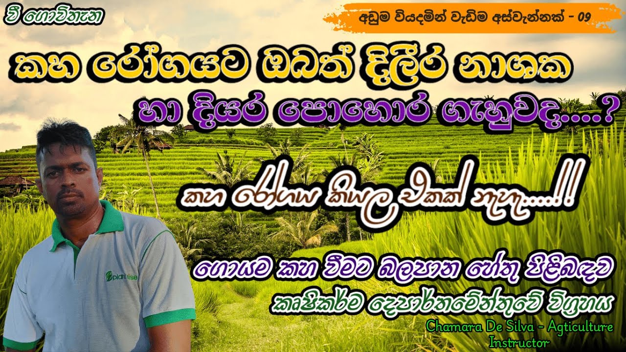 ඔබේ ගොයමත් කහ වෙලාද...? | පිළියම් යෙදීමට පෙර හේතුව හදුනා ගනිමු