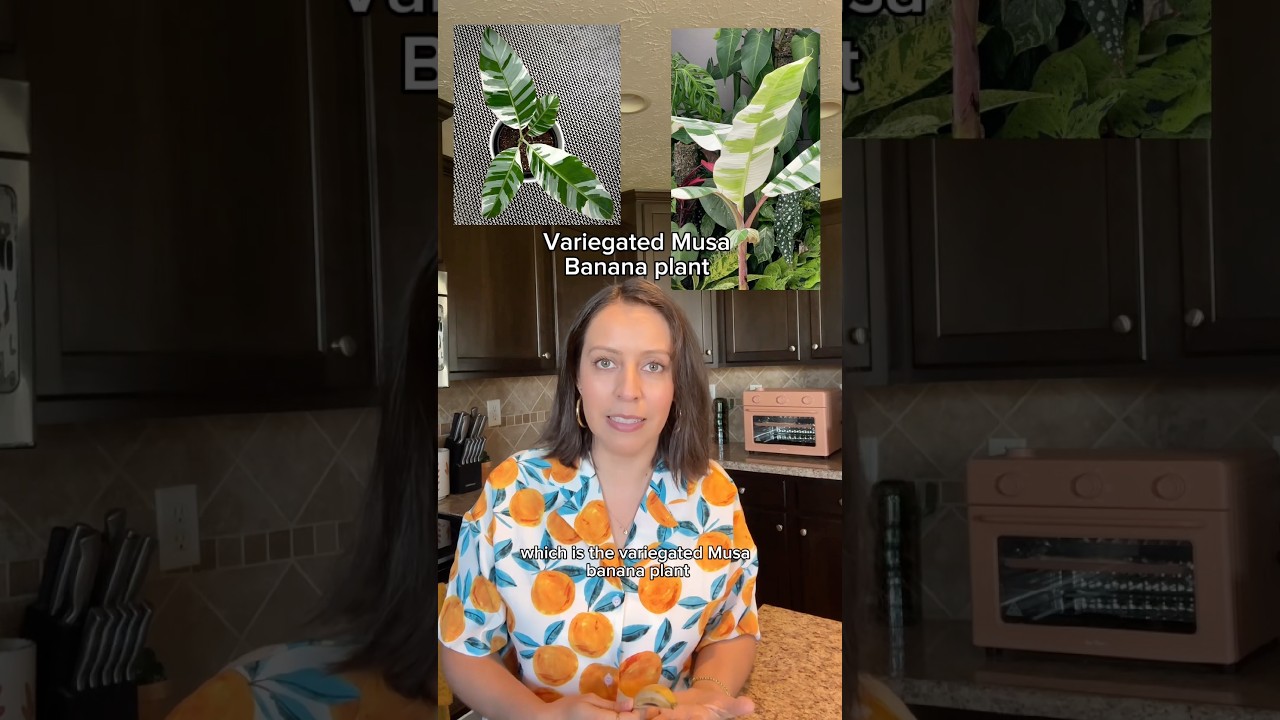 It&rsquo;s not just a regular banana, it&rsquo;s a VARIEGATED banana! #bananaplants #varigated #plantfacts