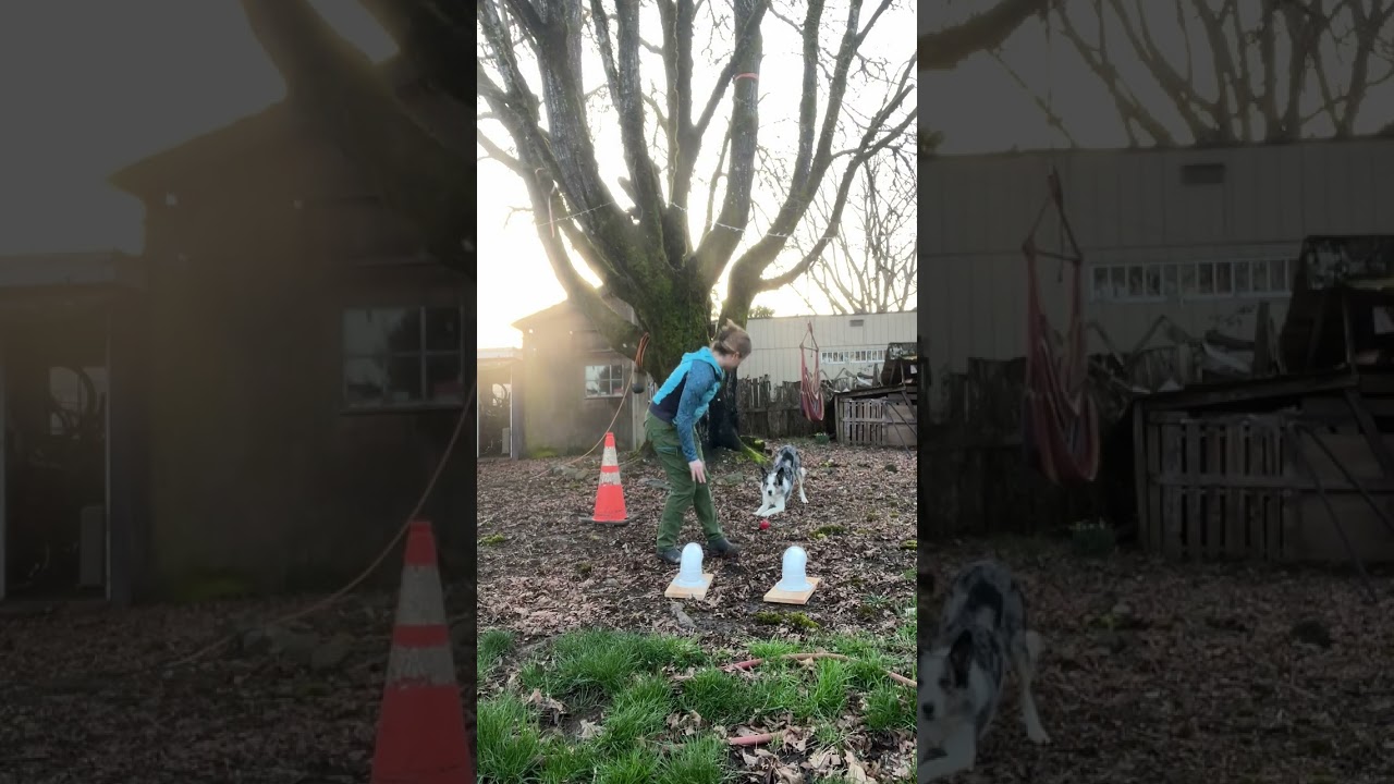 Niffler Learns Wolf Scat: Day 1