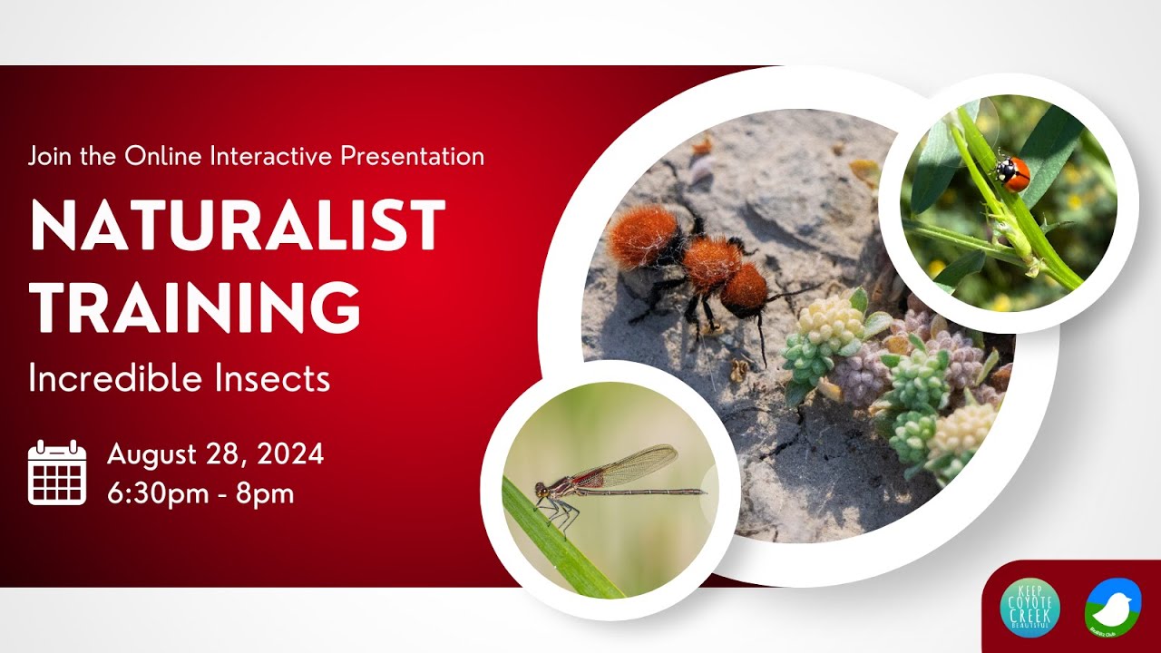 Naturalist Training - Incredible Insects