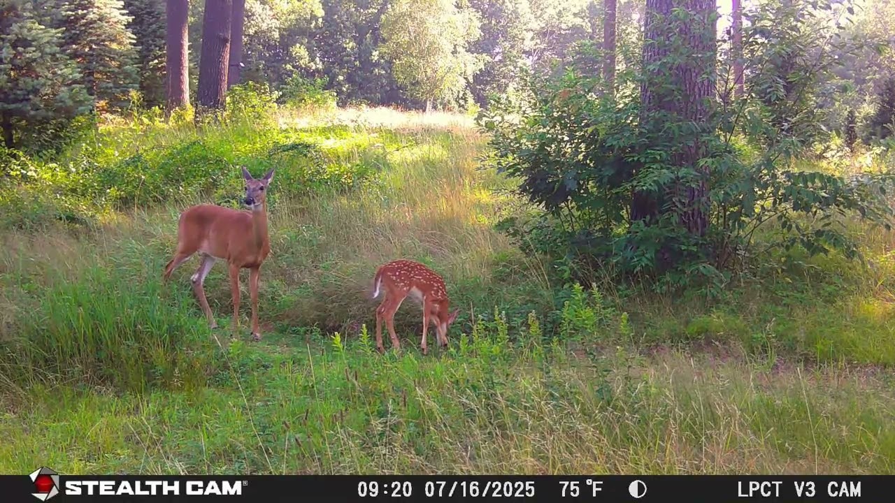 July 2025 Trail Cam @ Pawtucket Farm