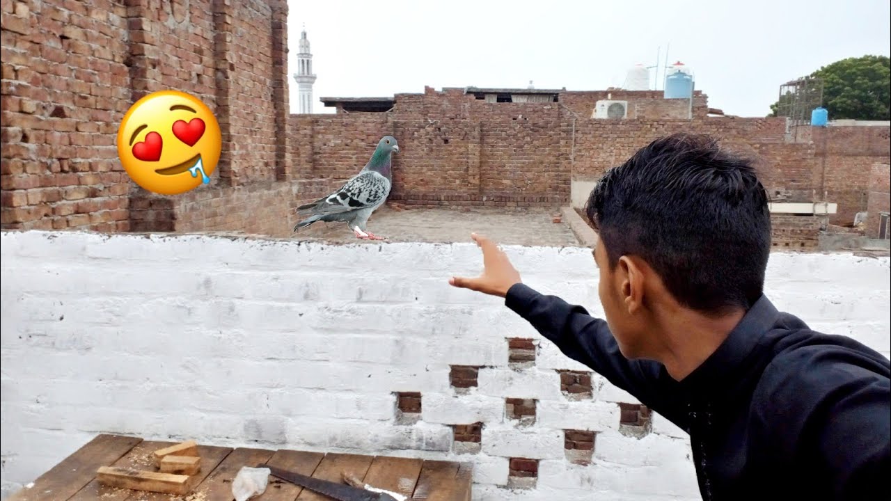 Try To Catch Pigeon 😱