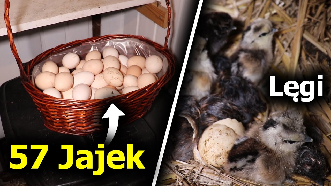 Lęgi Silki ! - 57 jajek z 69 Kur !!! - Wichura w nocy :O