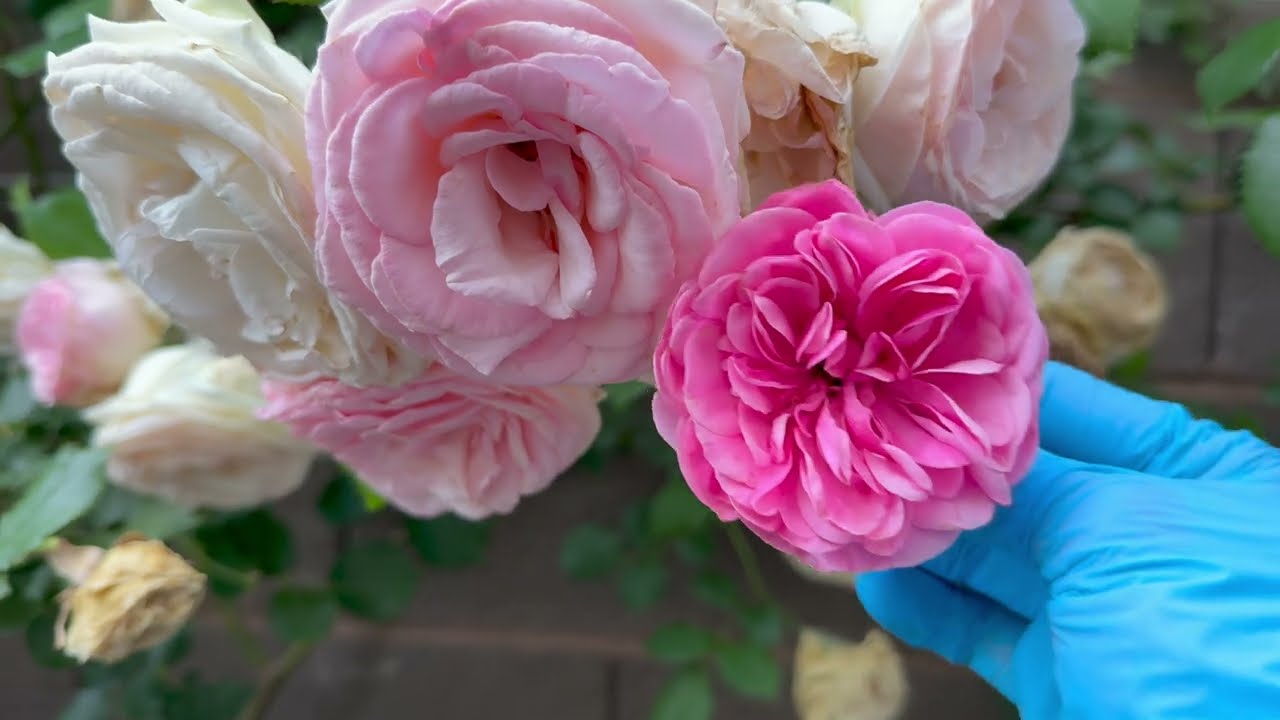 Eden(龍沙) & Leonardo da Vinci (￼粉龍)春花後修剪 05/08/2025
