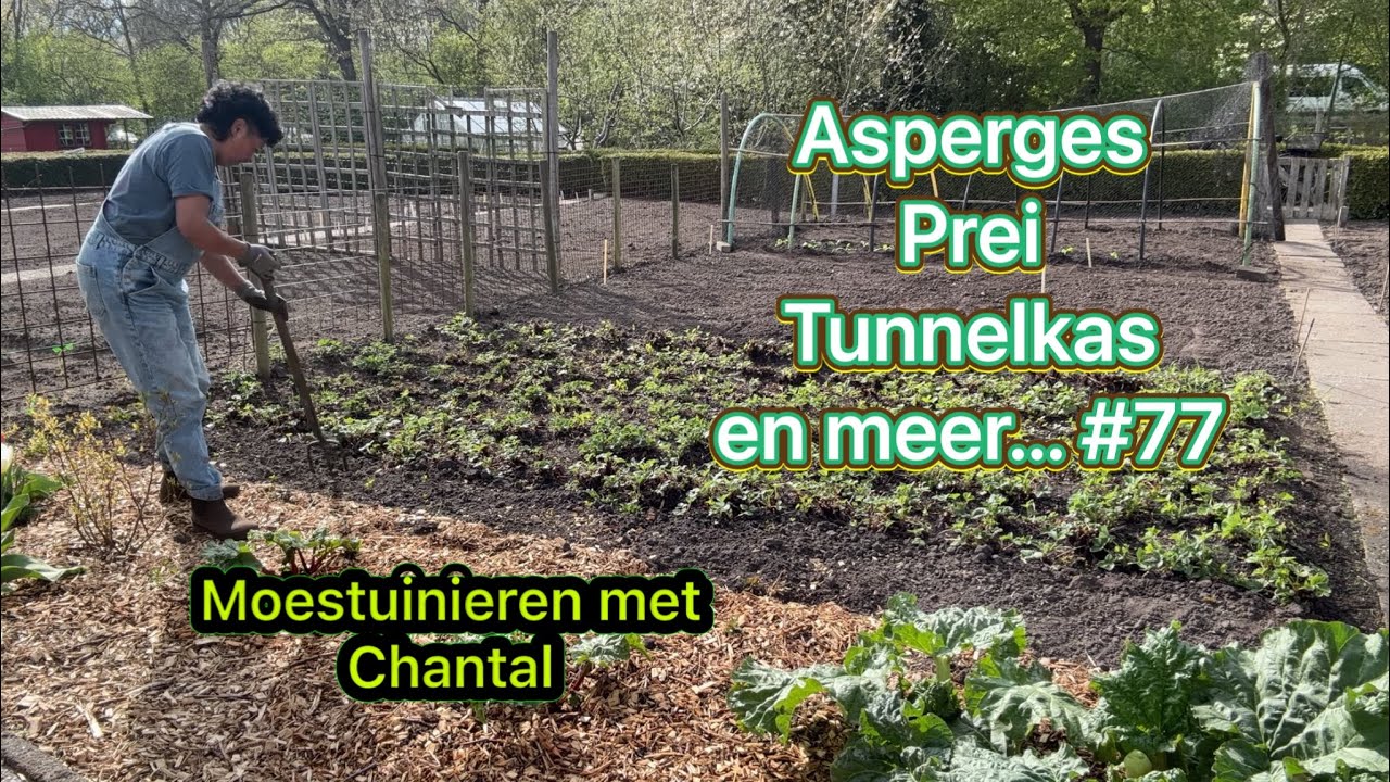 Mijn moestuin avontuur #77 Asperges, prei, tunnelkas en meer…