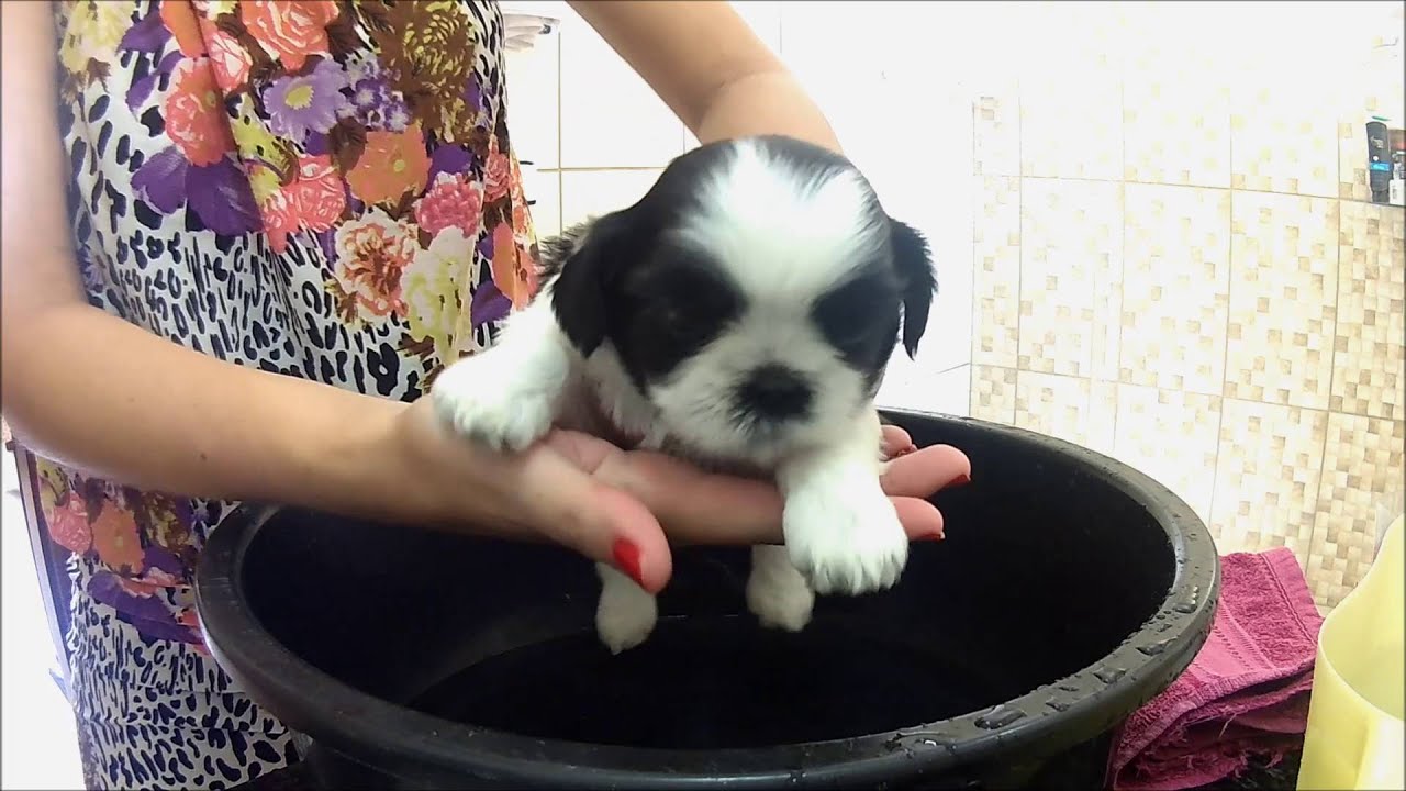 PRIMEIRO BANHO SHIH TZU 30 DIAS - Por MARIANY AQUINO