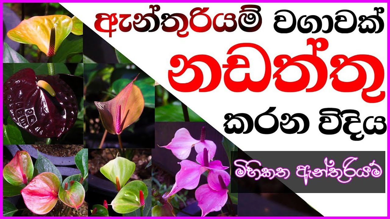 Anthurium wagawa sinhala ඇන්තුරියම් වගාව නඩත්තු කරන විදිය / Anthurium plant care