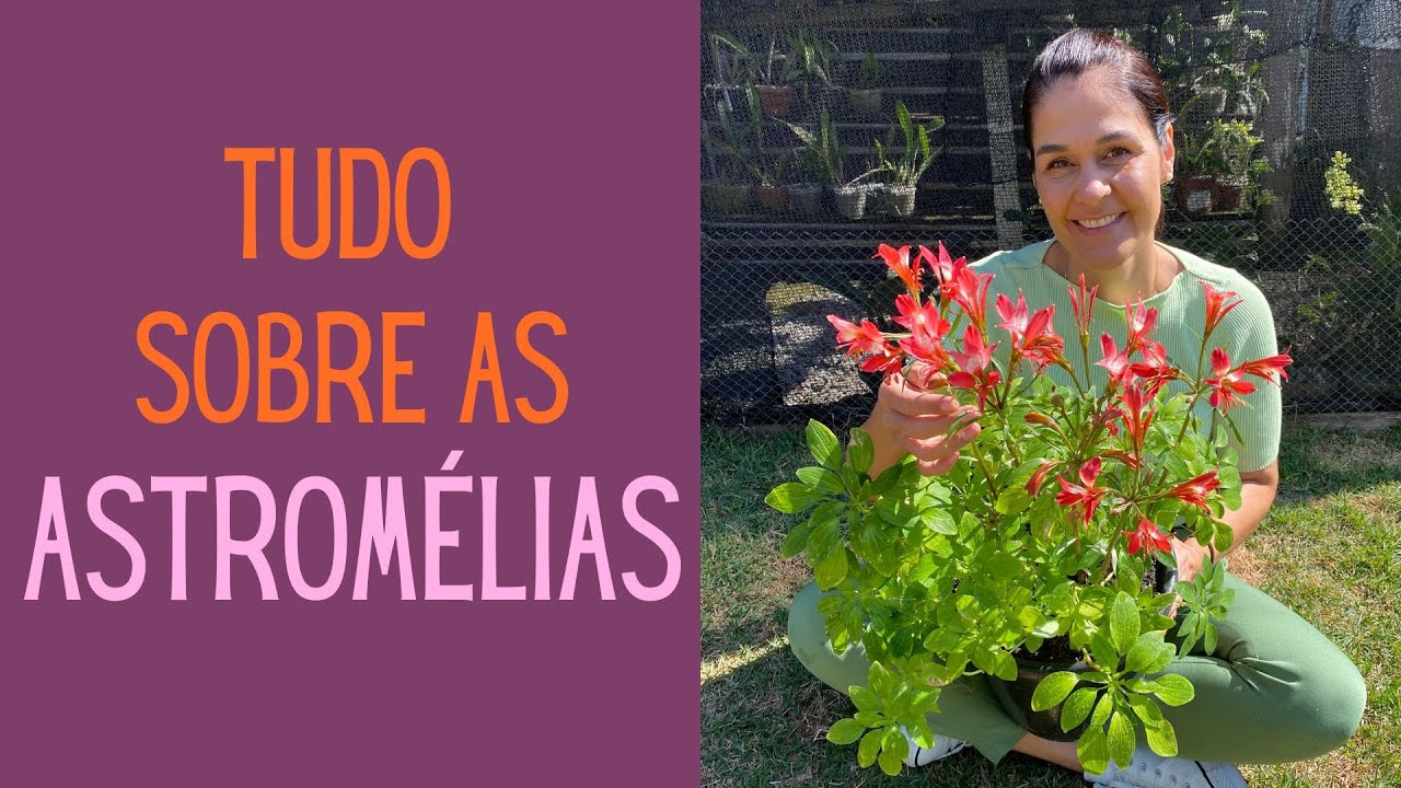 PLANTAS FLORIDAS: Como ter e cuidar das ASTROMÉLIAS