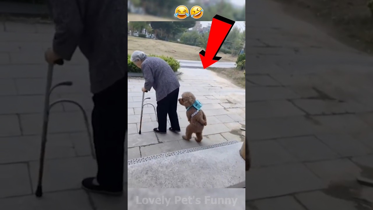 “The Funniest Animal Moments You’ll See Today 😂🐾 | Try Not to Laugh!” 