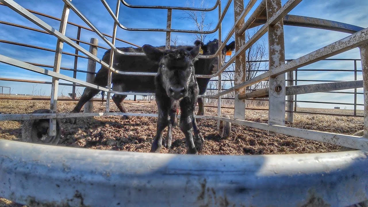 Nicest March I've ever Calved in