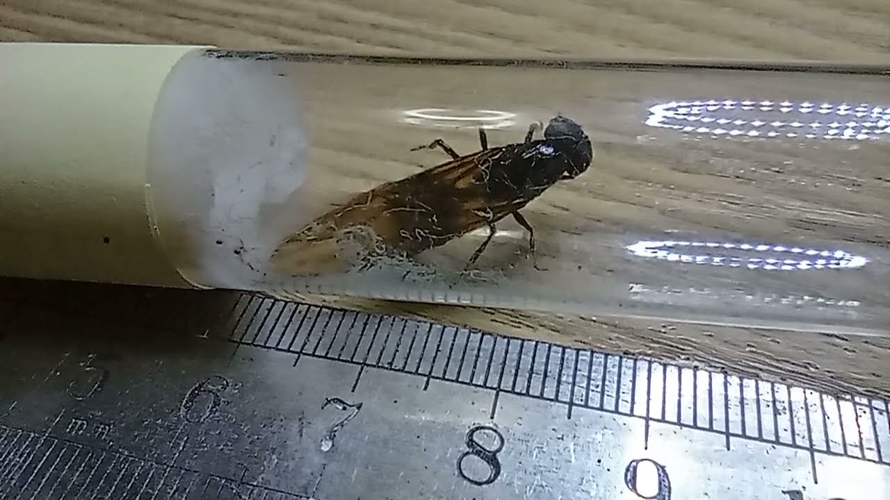 Carabara queens and termite alates