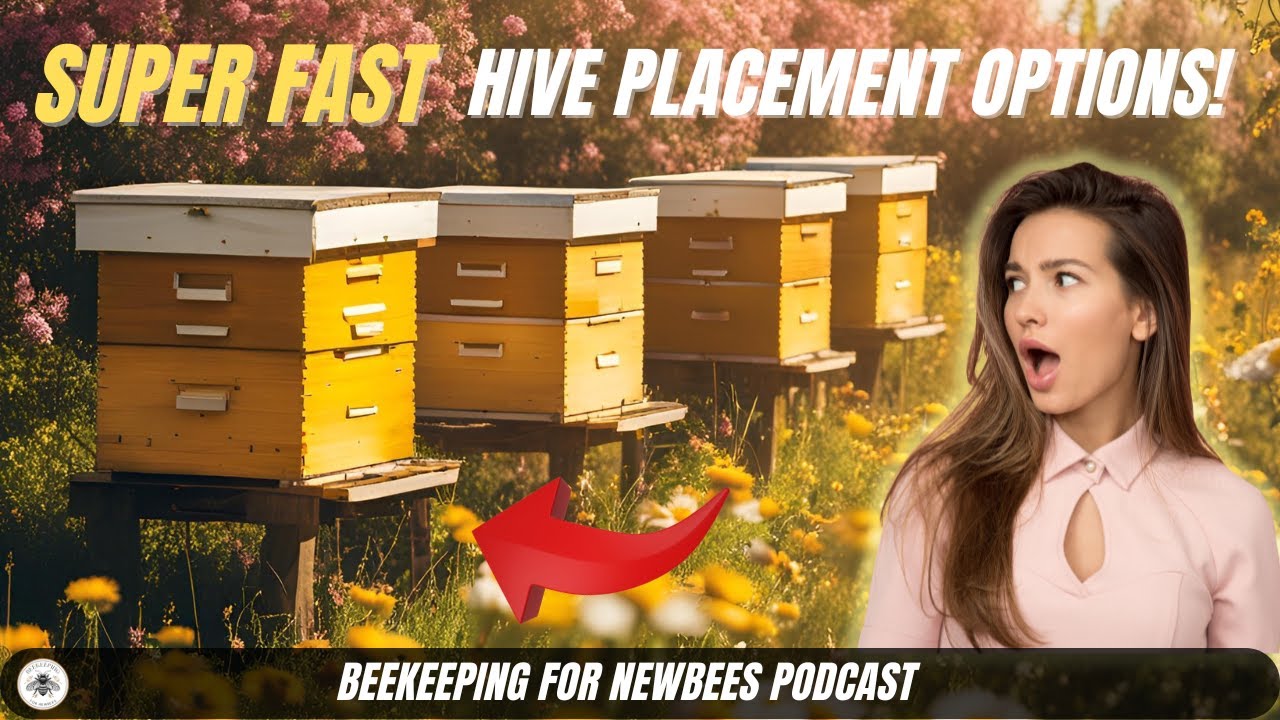 Super Fast Hive Placement Guide! Here&rsquo;s What I Do 🐝