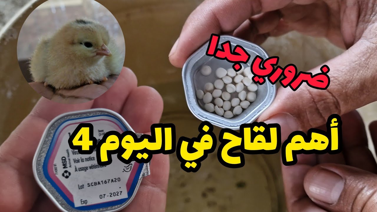 مشروع تربية الدجاج البياض وأهم لقاح في الأيام الأولى من عمر الكتاكيت