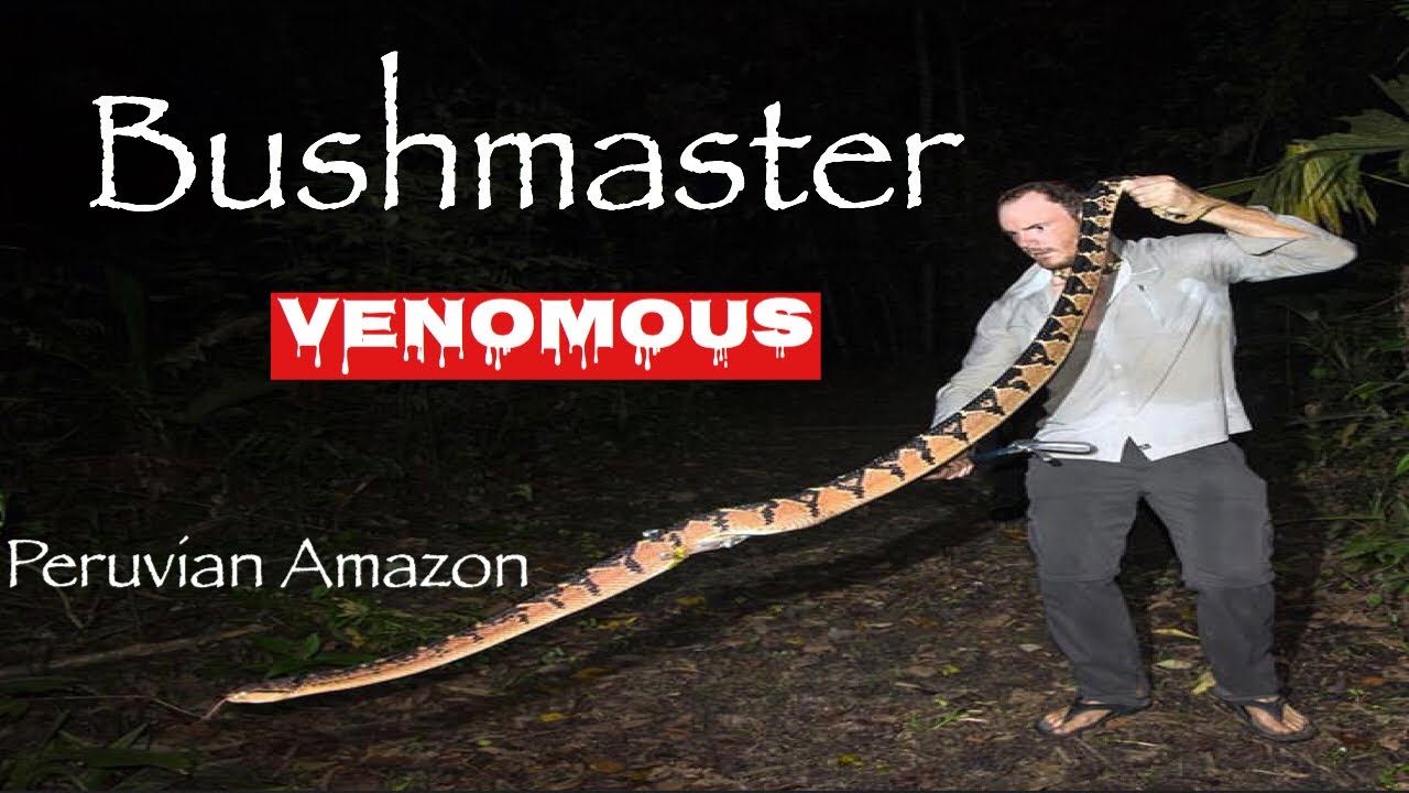 Chris finds a wild Bushmaster!