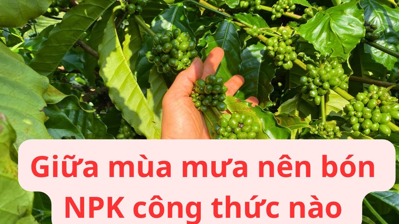 Nên bón phân công thức nào cho cà phê, giai đoạn giữa mùa mưa. #saurieng #durian