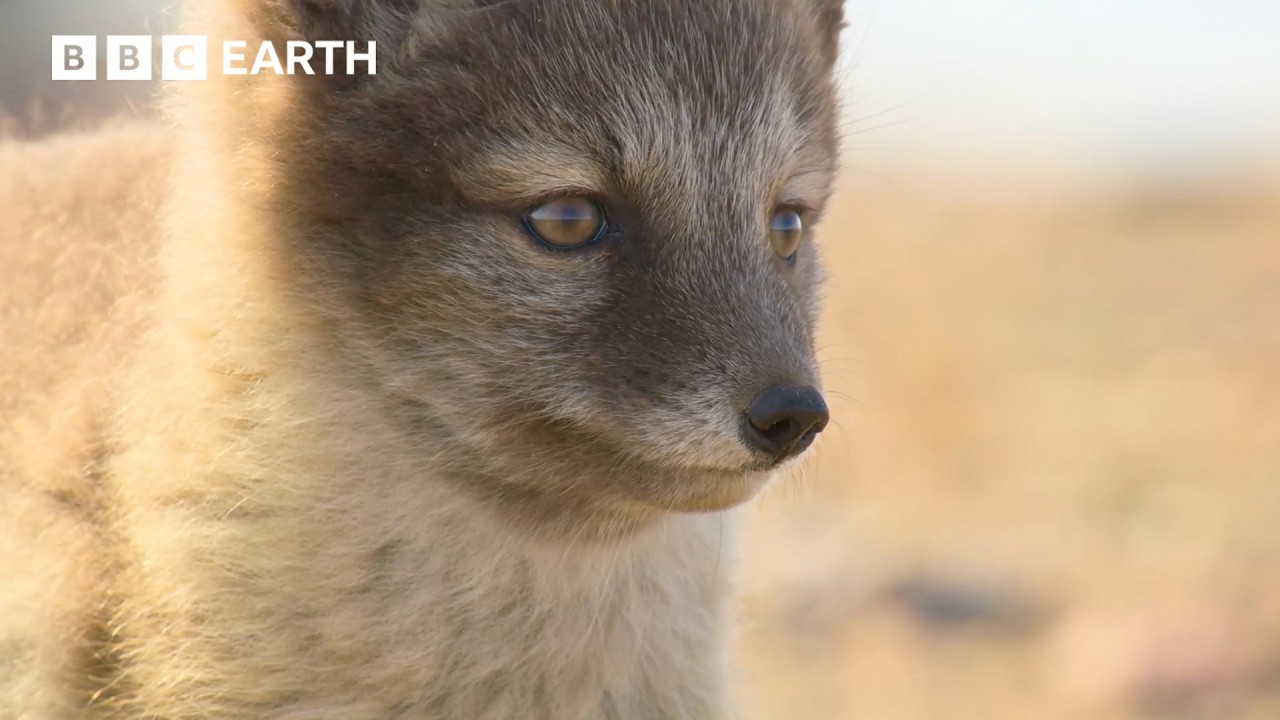 Fantastic Foxes | BBC Earth | BBC Studios