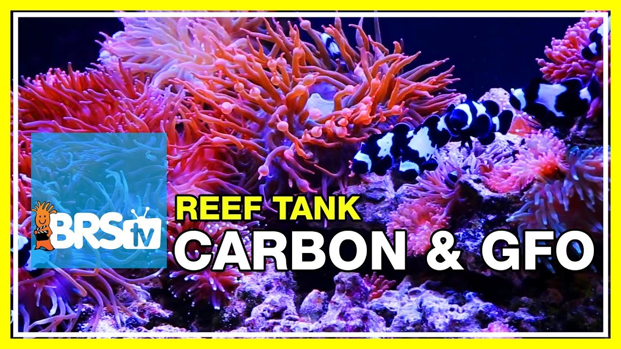 Week 24: Carbon, GFO & Filter Media for a Clean, Stable Reef Tank. | 52 Weeks of Reefing