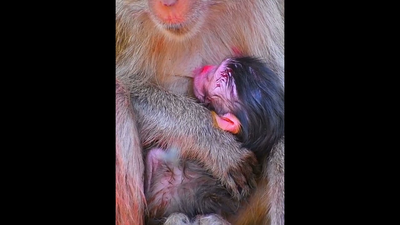 So adorable baby monkey with mom's care 