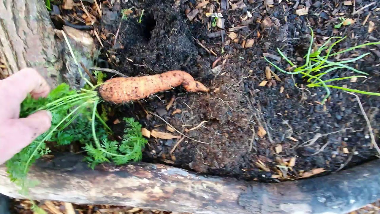 NEW Section Of Permaculture Food Forest #permaculture #foodforest #growwithme