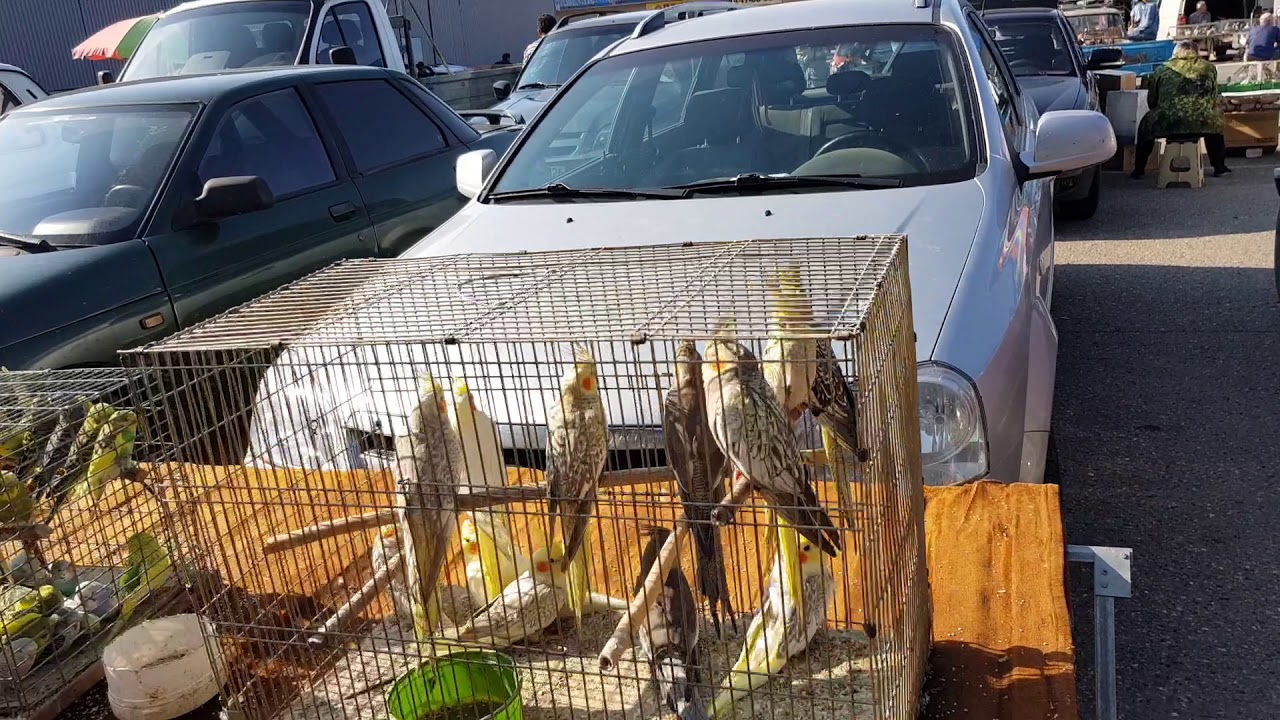 07.07.19. Птичий рынок г  Пятигорск  ч1.  Bird market of Pyatigorsk, part 1.