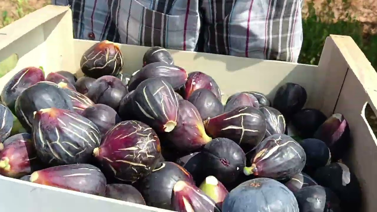 موسم قطف تين الغدان