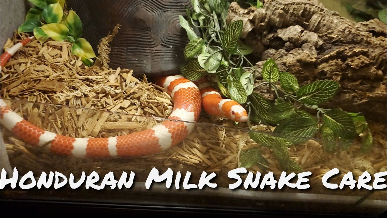 Honduran Milk Snake Care Guide (Basic)