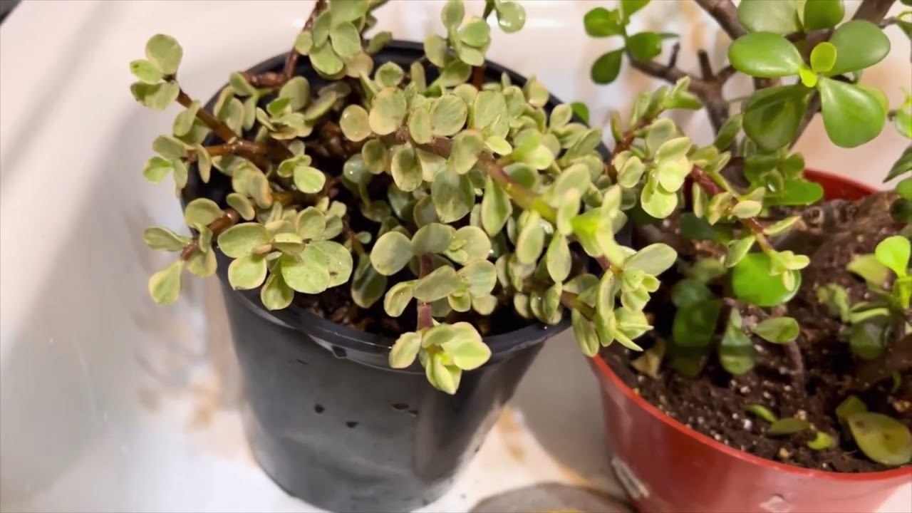 #GARDENSPADAY #JENITASPADAYFORASUCCULENTPLANT #GARDENSPADAYSFORSTRESSEDANDNEGLECTEDPLANTS