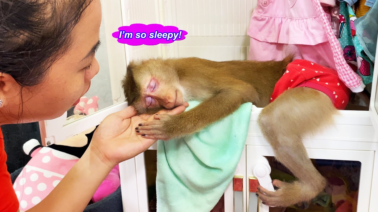 What's happening to Lyly? Monkey Lyly went into the closet and slept for some unbelievable reason...
