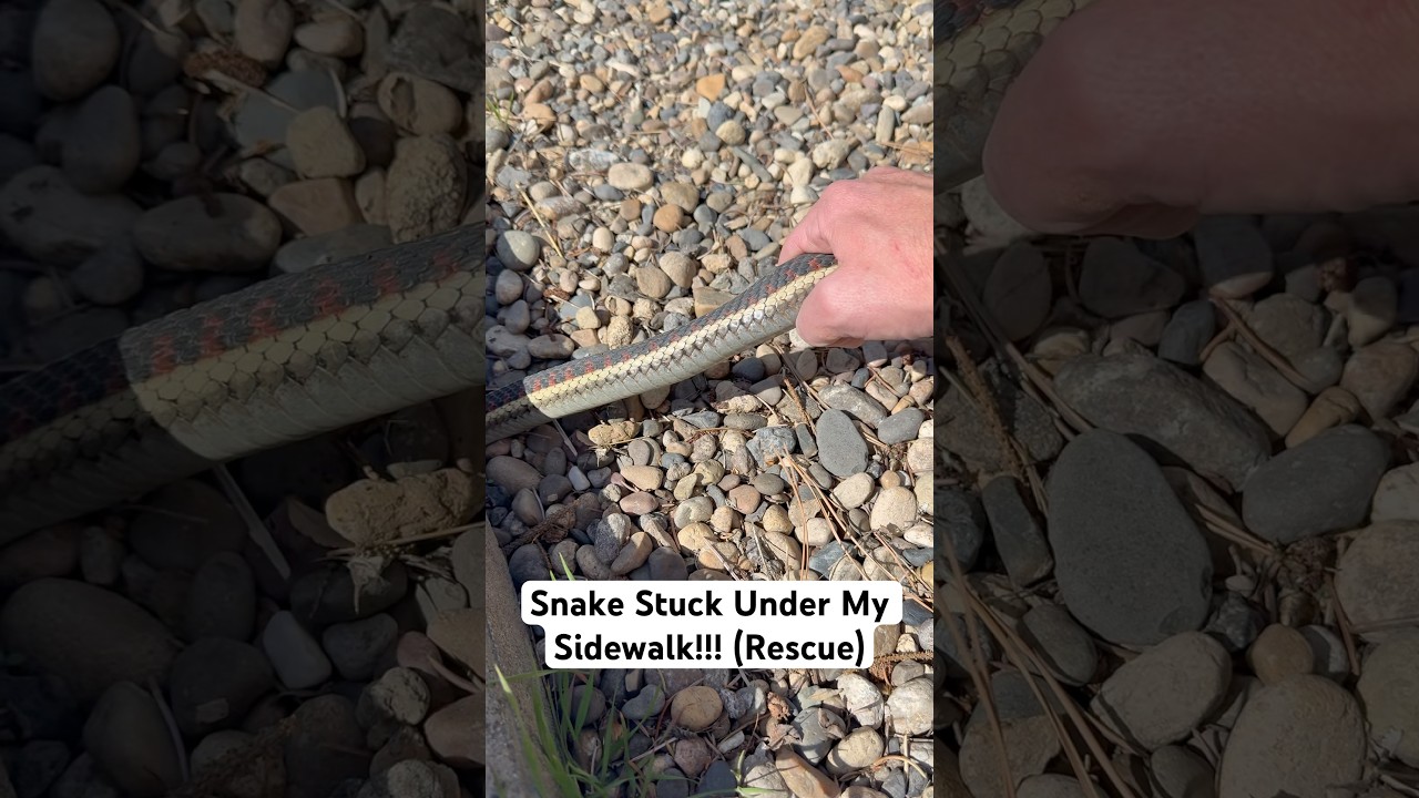Snake Stuck Under My Sidewalk!!! (Rescue) #shorts #snake