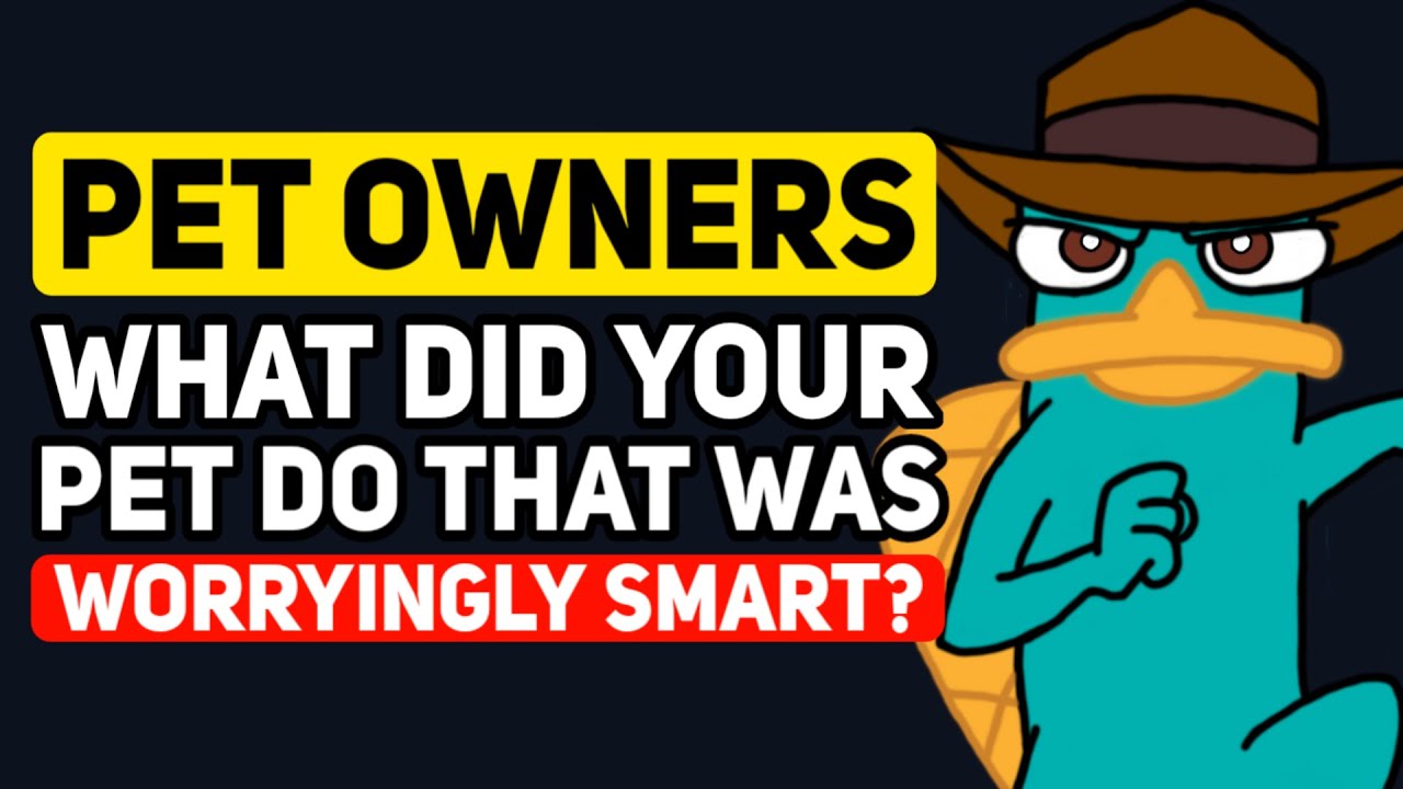 Pet Owners, What have your pets DONE that is WORRYINGLY SMART? - Reddit Podcast