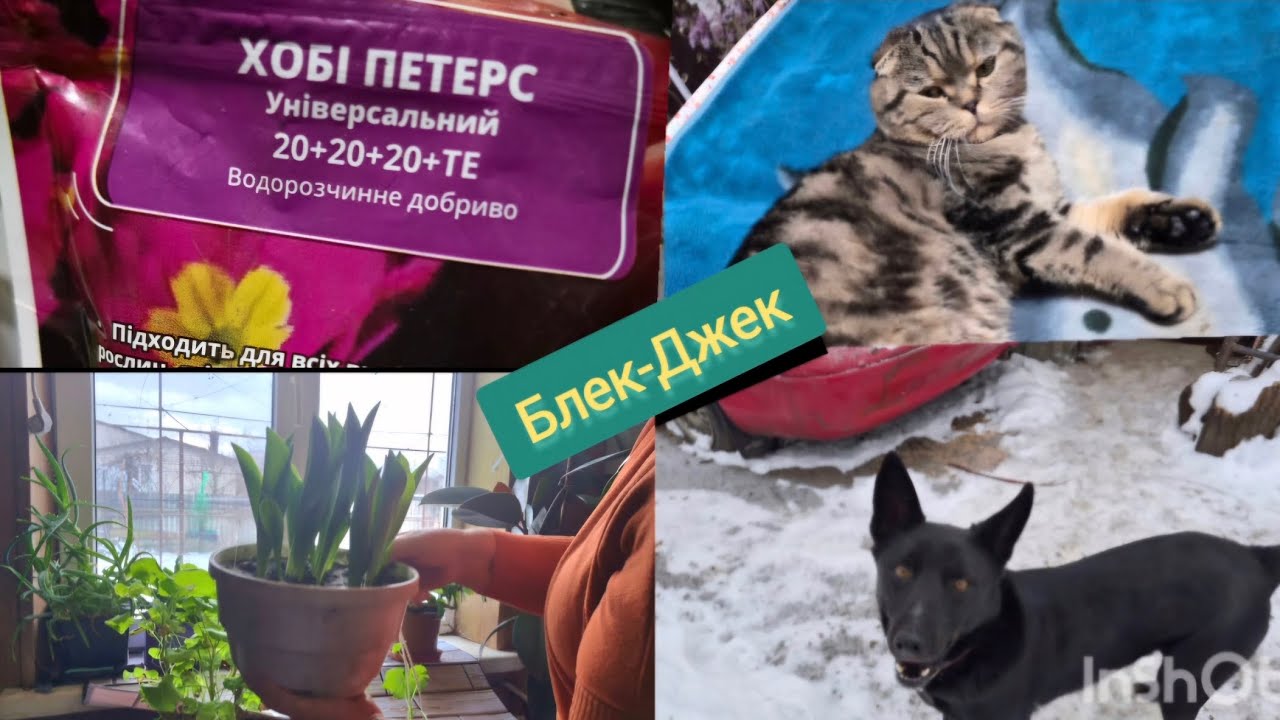 Тюльпани на підвіконні скоро зацвітуть//