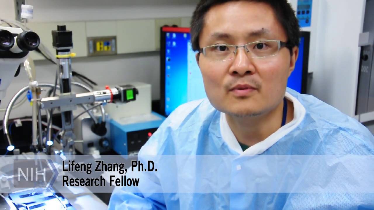 Dorsal Striatal Neural Clusters Encode Locomotion