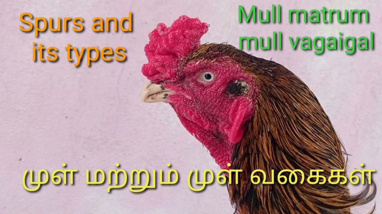 ROOSTER SPUR - அப்படினா என்ன? & Types (EXPLAINED in தமிழ்)   ||VepporVeerargal||