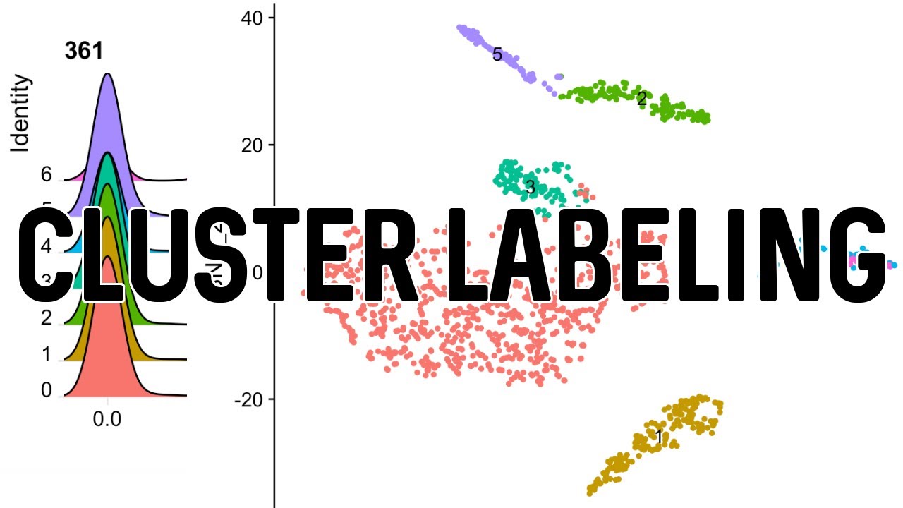 t-SNE Cluster Labeling | scRNA-Seq Analysis in Seurat