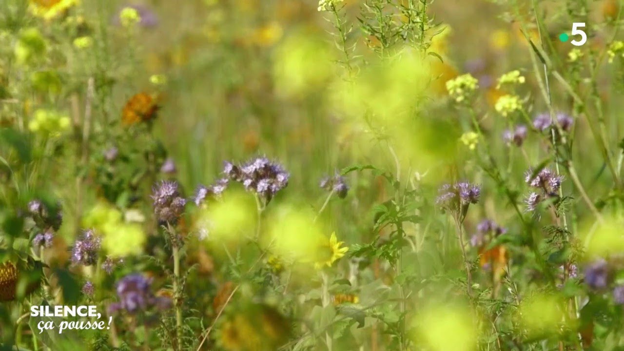 Découverte : l'agriculture de conversation - Silence, ça pousse !