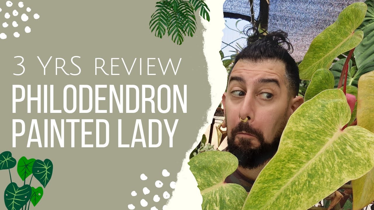 Philodendron painted lady  Review | 3 Years Later | Philodendron painted lady Care and Tips