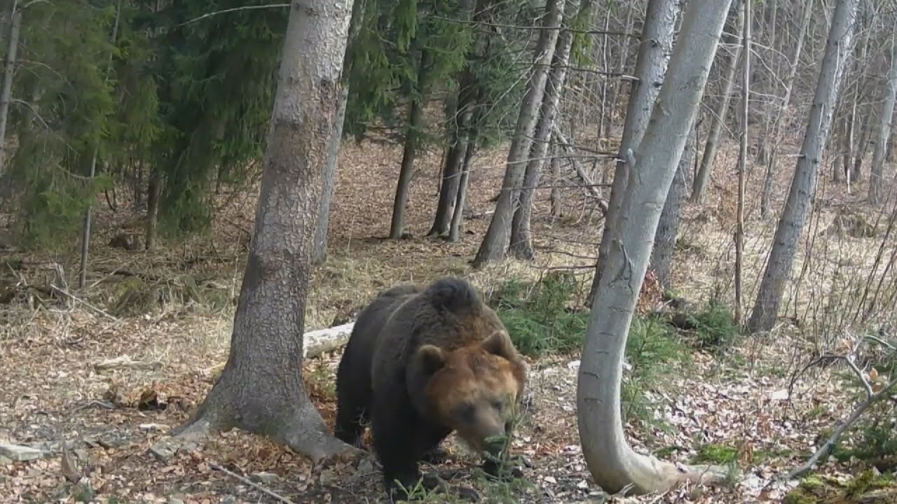 Medvede v Slovenskom raji a okolí