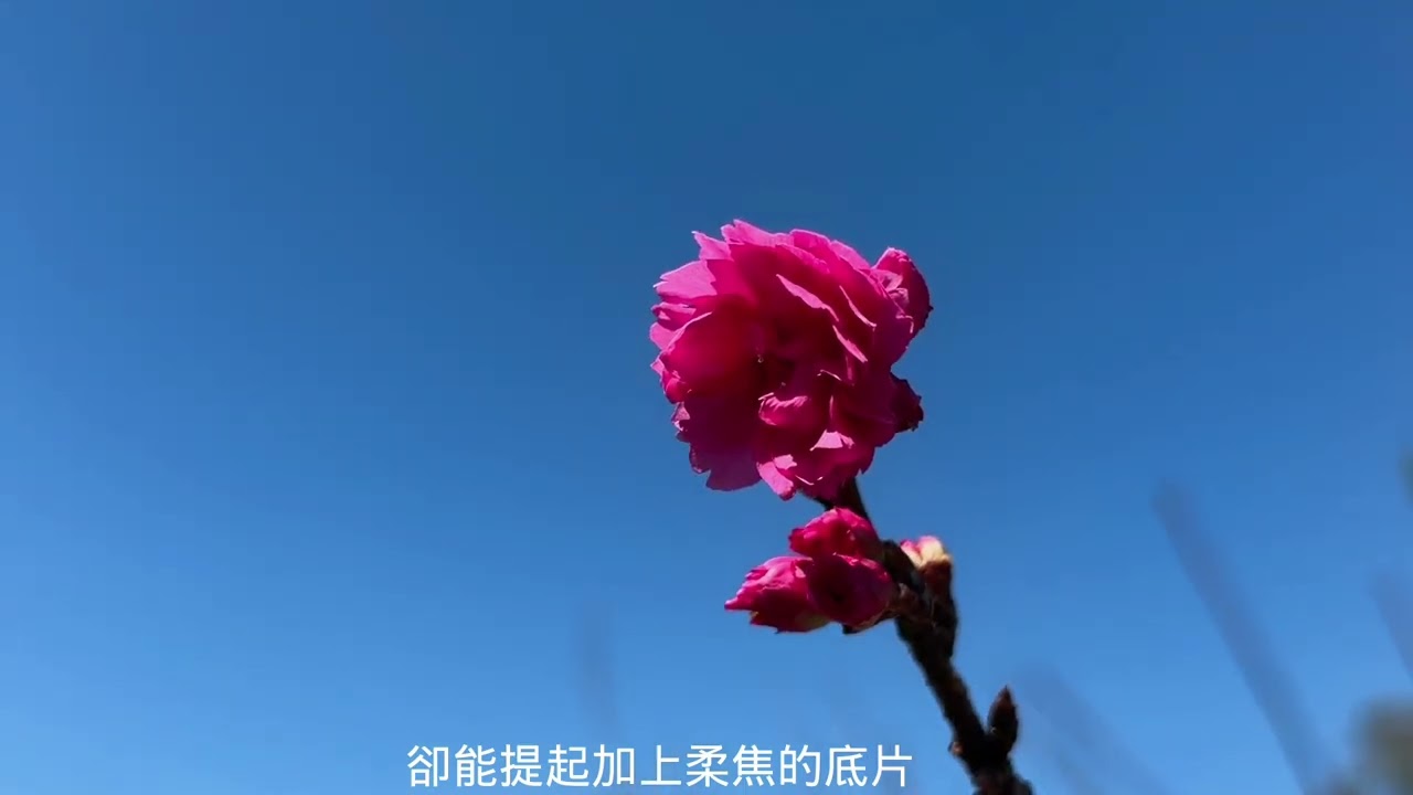 ￼櫻姿颯爽