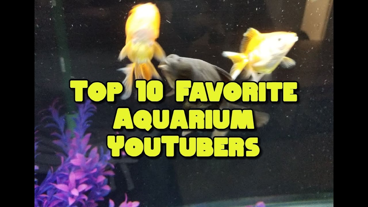 My Top 10 Favorite Aquarium YouTubers (April 2020)