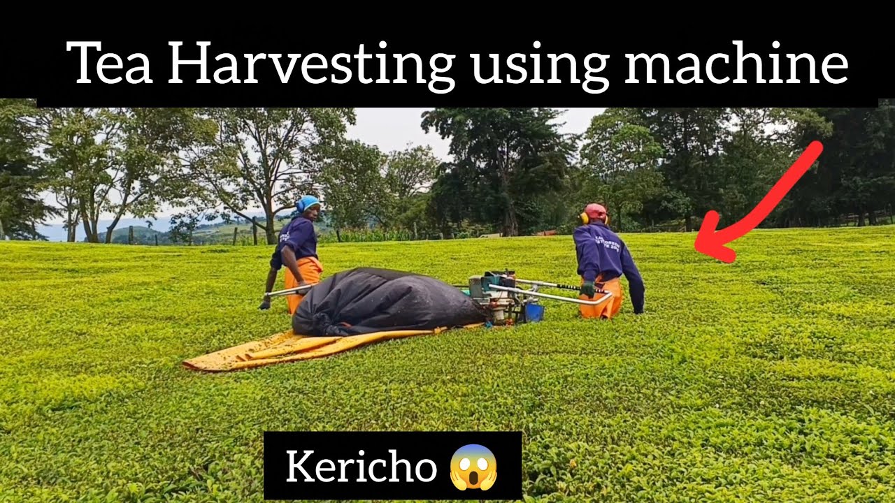 How Tea harvesting using machine works in Kericho. Kenya 🇰🇪