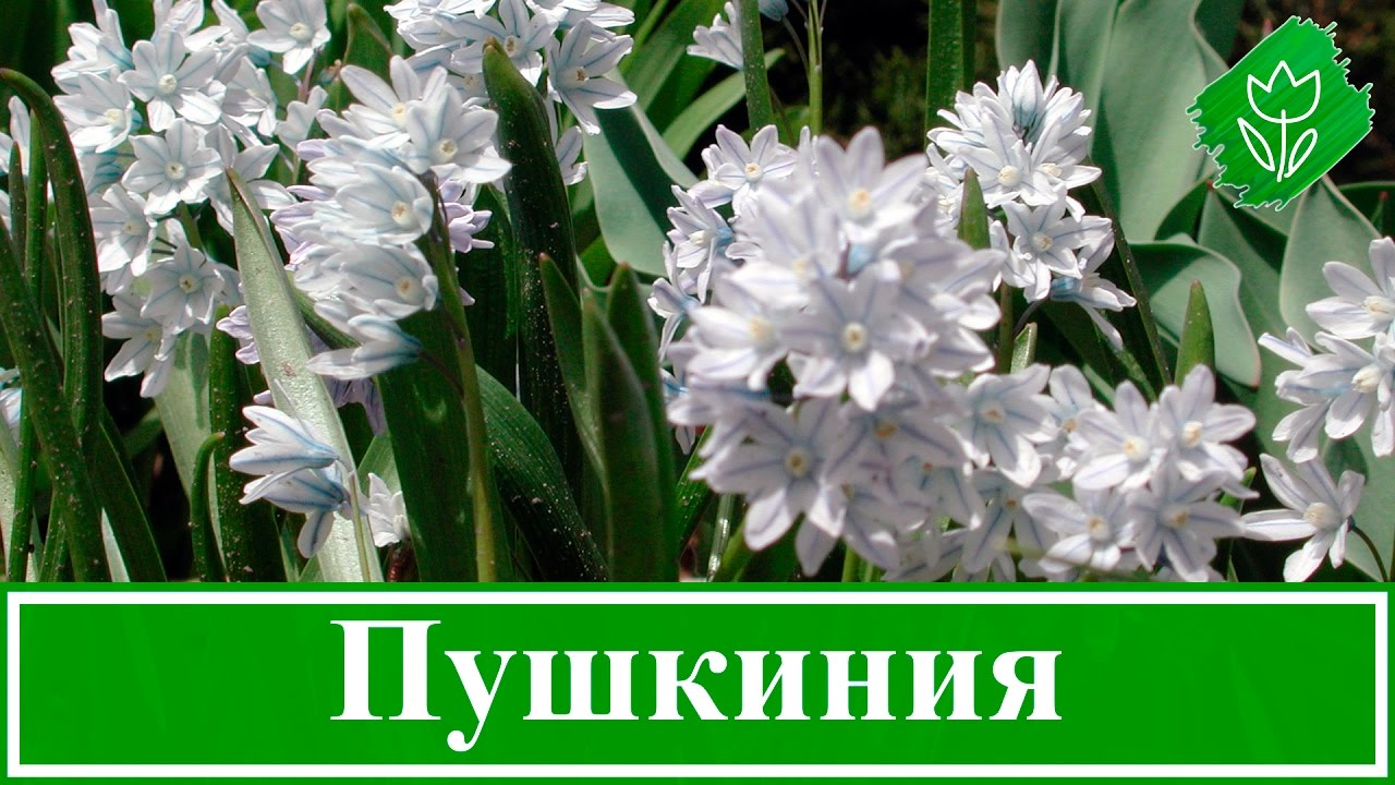 🌼 Цветок пушкиния – посадка и уход в открытом грунте, виды и сорта пушкинии
