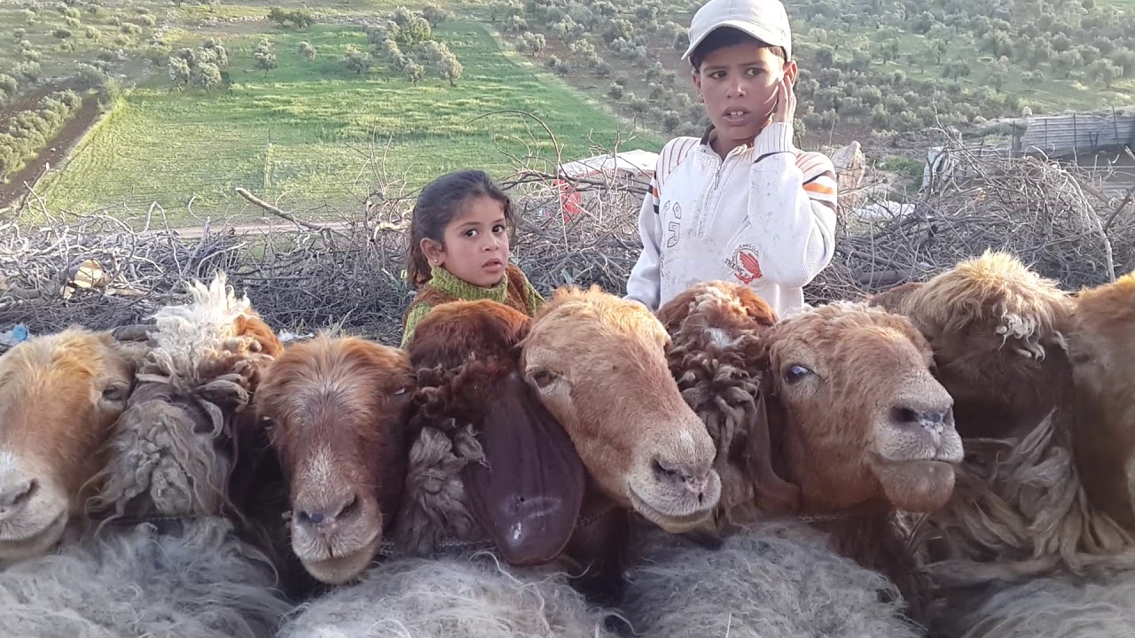 شباق وحلب الغنم في المراح شمال الأردن