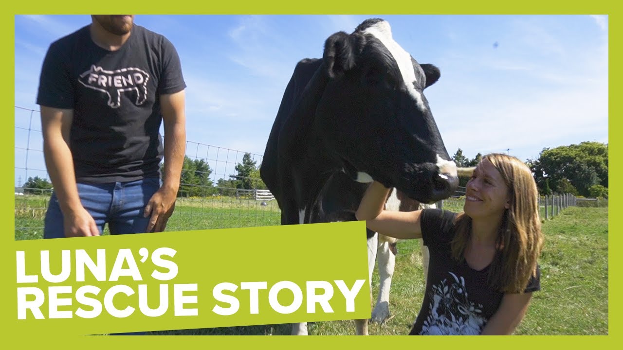 Luna's Rescue Story: Blind Cow Plays Outside for the First Time