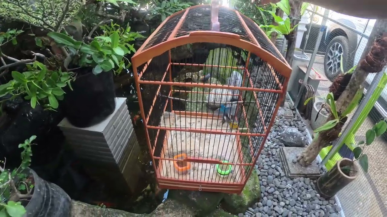 MELEPAS 5 EKOR BURUNG LAGI DI MINI AVIARY