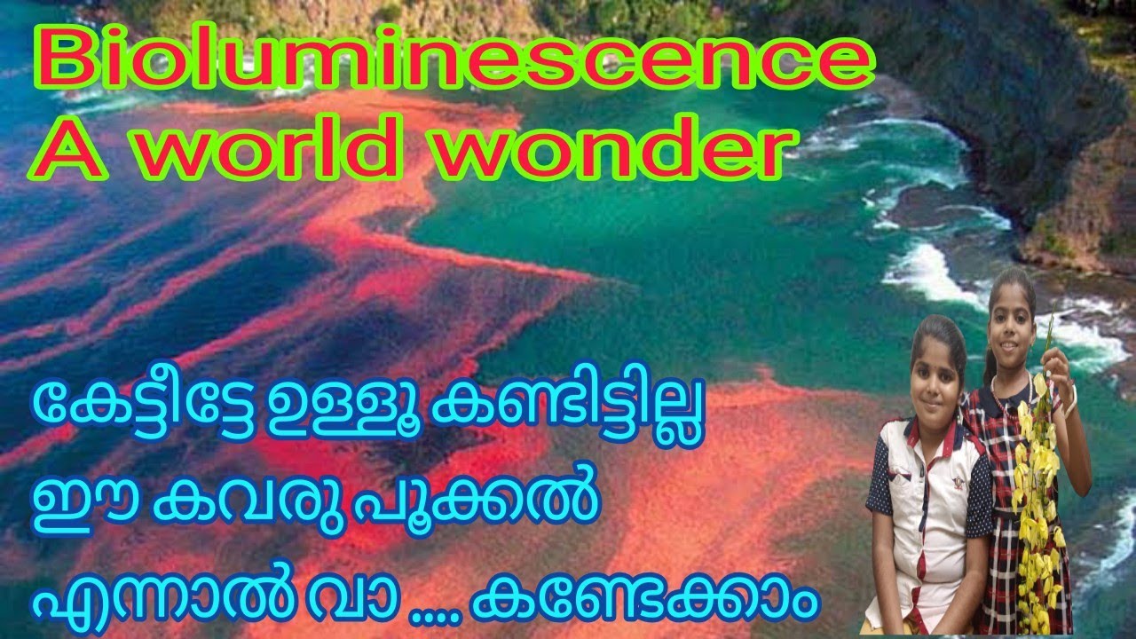 Bioluminescence. കവര് പൂക്കൽ... പ്രകൃതിയുടെ ഒരു അത്ഭുത വിളക്ക്. A natural illumination of  world
