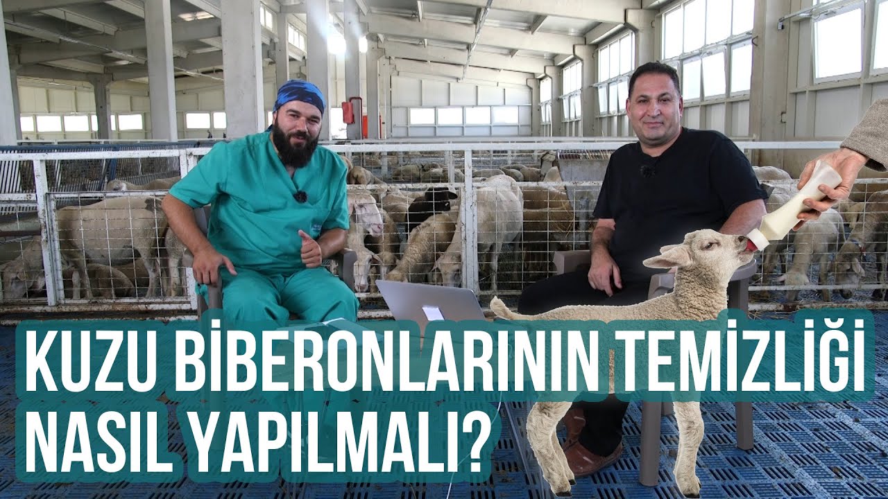 Kuzu Biberonlarının Temizliği (Prof. Dr. Yaşar Ergun Anlatıyor) - Koyuncu #kuzu #kuzubiberonu