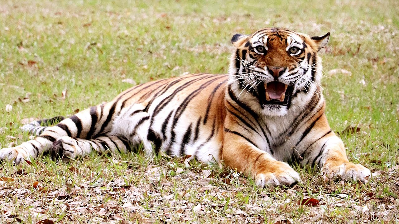 BIG Cat Sounds - Volume UP!!