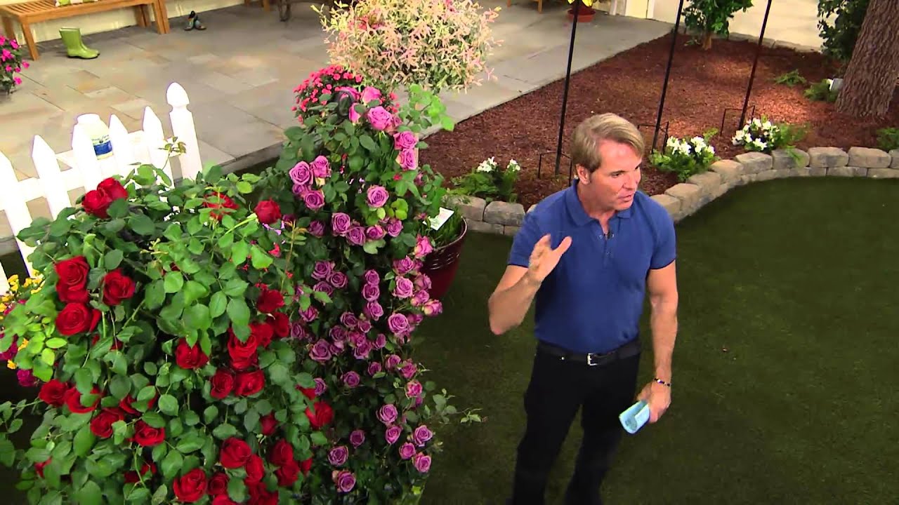 Cottage Farms 3-piece Unique Climbing Rose Garden with Jill Bauer