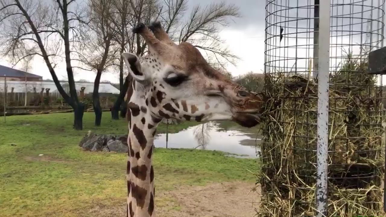 🎥 LIVE VIRTUAL ZOO DAY - Brunch with the Giraffes